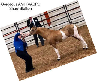 Gorgeous AMHR/ASPC Show Stallion