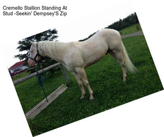Cremello Stallion Standing At Stud -Seekin\' Dempsey\'S Zip