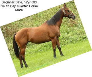 Beginner Safe, 12yr Old, 14.1h Bay Quarter Horse Mare.