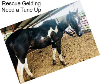 Rescue Gelding Need a Tune Up