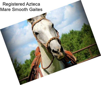 Registered Azteca Mare Smooth Gaites