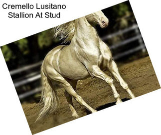 Cremello Lusitano Stallion At Stud