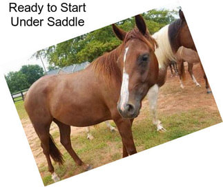 Ready to Start Under Saddle