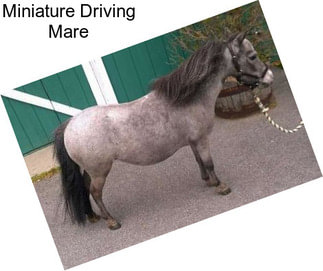 Miniature Driving Mare