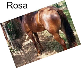 Rosa