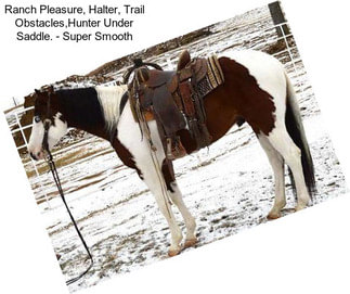 Ranch Pleasure, Halter, Trail Obstacles,Hunter Under Saddle. - Super Smooth