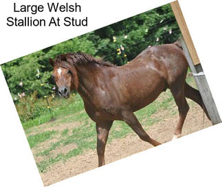 Large Welsh Stallion At Stud