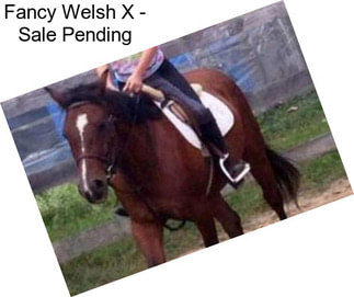 Fancy Welsh X - Sale Pending