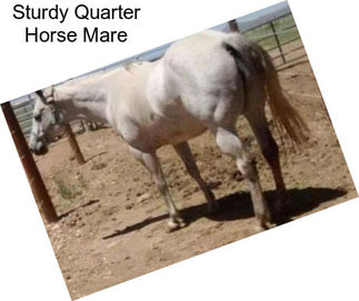 Sturdy Quarter Horse Mare