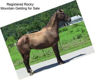 Registered Rocky Mountain Gelding for Sale