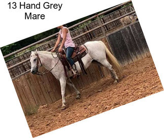 13 Hand Grey Mare