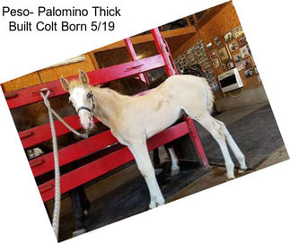 Peso- Palomino Thick Built Colt Born 5/19