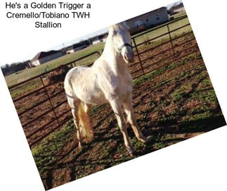 He\'s a Golden Trigger a Cremello/Tobiano TWH Stallion