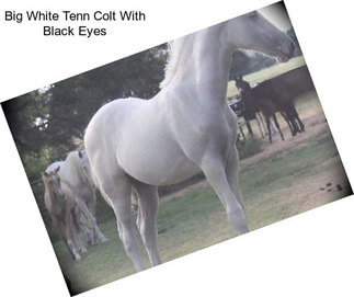 Big White Tenn Colt With Black Eyes