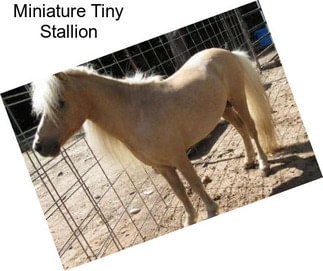 Miniature Tiny Stallion