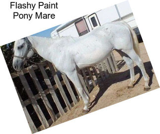 Flashy Paint Pony Mare