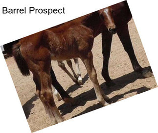 Barrel Prospect