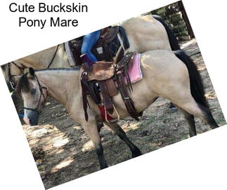 Cute Buckskin Pony Mare
