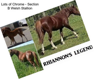 Lots of Chrome - Section B Welsh Stallion