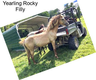 Yearling Rocky Filly