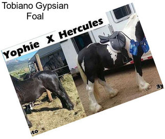 Tobiano Gypsian Foal