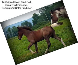 Tri-Colored Roan Stud Colt, Great Trail Prospect, Guaranteed Color Producer