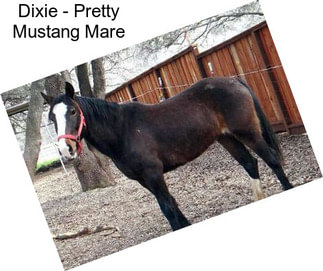 Dixie - Pretty Mustang Mare