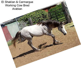 El Shaklan & Carmargue Working Cow Bred Arabian