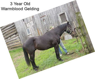 3 Year Old Warmblood Gelding