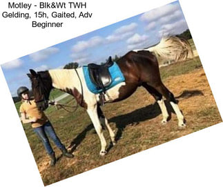 Motley - Blk&Wt TWH Gelding, 15h, Gaited, Adv Beginner