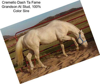 Cremello Dash Ta Fame Grandson At Stud, 100% Color Sire