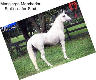 Manglarga Marchador Stallion - for Stud