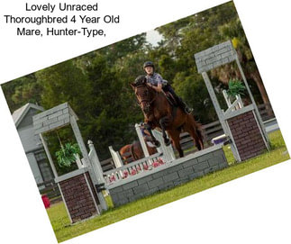 Lovely Unraced Thoroughbred 4 Year Old Mare, Hunter-Type,