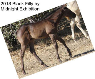 2018 Black Filly by Midnight Exhibition