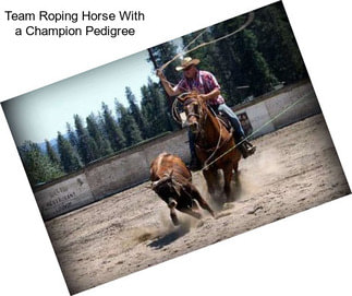 Team Roping Horse With a Champion Pedigree