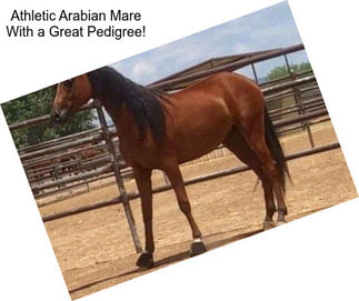 Athletic Arabian Mare With a Great Pedigree!
