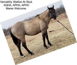 Versatility Stallion At Stud, AQHA, APHA, APHC Mares Welcome.