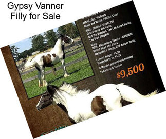 Gypsy Vanner Filly for Sale