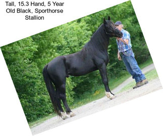 Tall, 15.3 Hand, 5 Year Old Black, Sporthorse Stallion