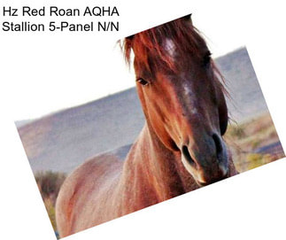 Hz Red Roan AQHA Stallion 5-Panel N/N
