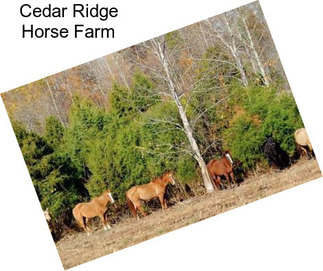 Cedar Ridge Horse Farm