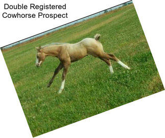 Double Registered Cowhorse Prospect