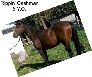 Rippin\' Cashman 6 Y.O.