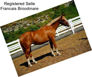 Registered Selle Francais Broodmare