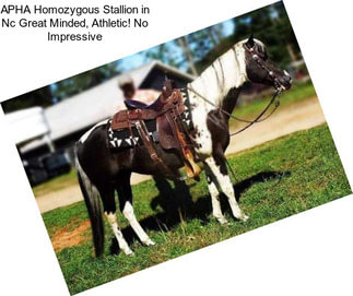 APHA Homozygous Stallion in Nc Great Minded, Athletic! No Impressive