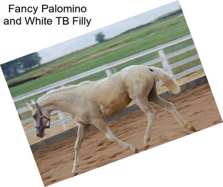 Fancy Palomino and White TB Filly