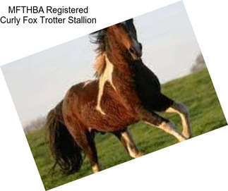 MFTHBA Registered Curly Fox Trotter Stallion