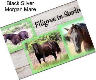 Black Silver Morgan Mare