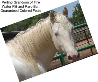 Perlino Grandson of Fire Water Flit and Rare Bar, Guaranteed Colored Foals