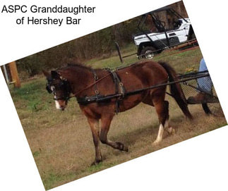 ASPC Granddaughter of Hershey Bar